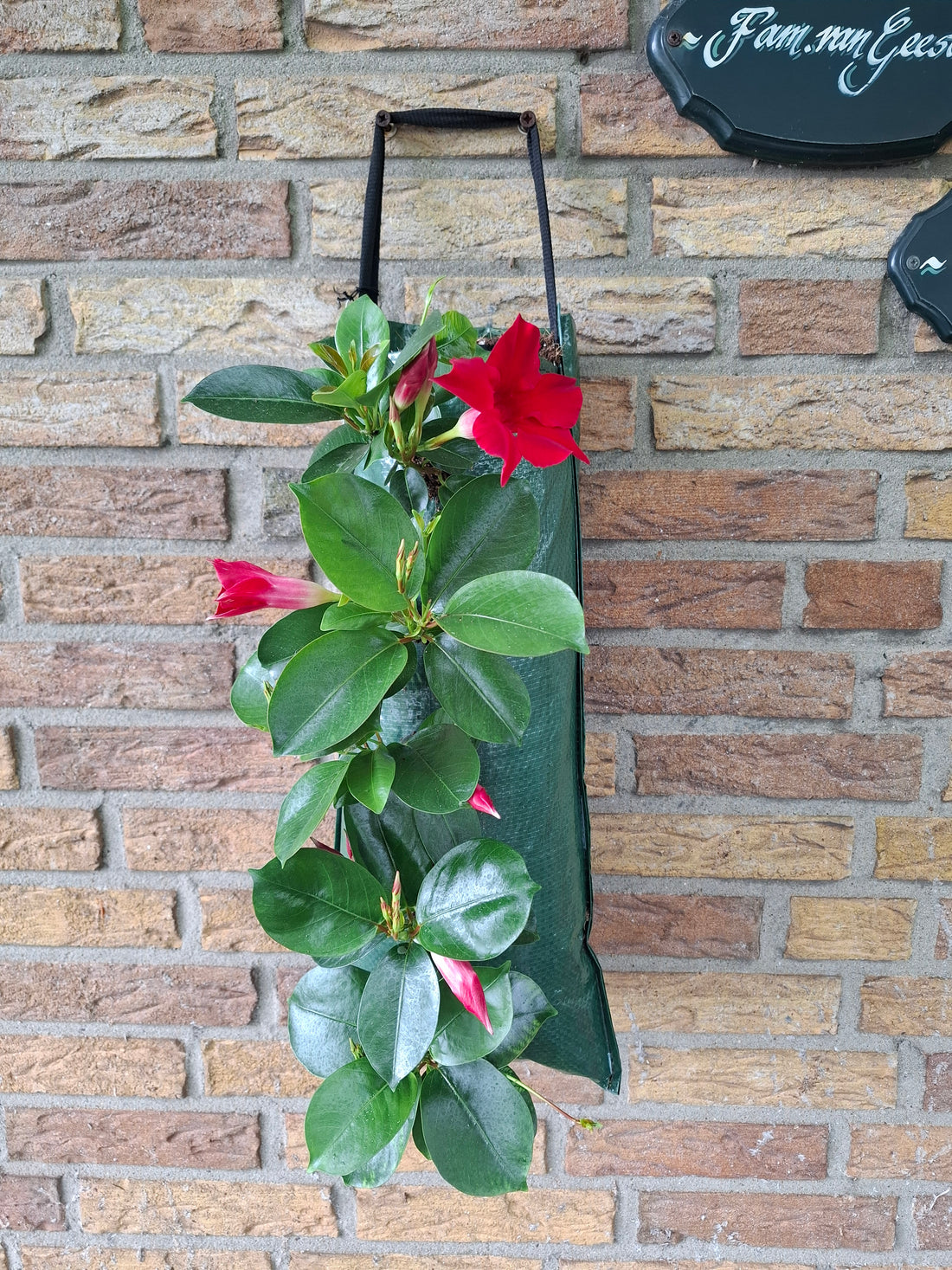 Wandhanger &