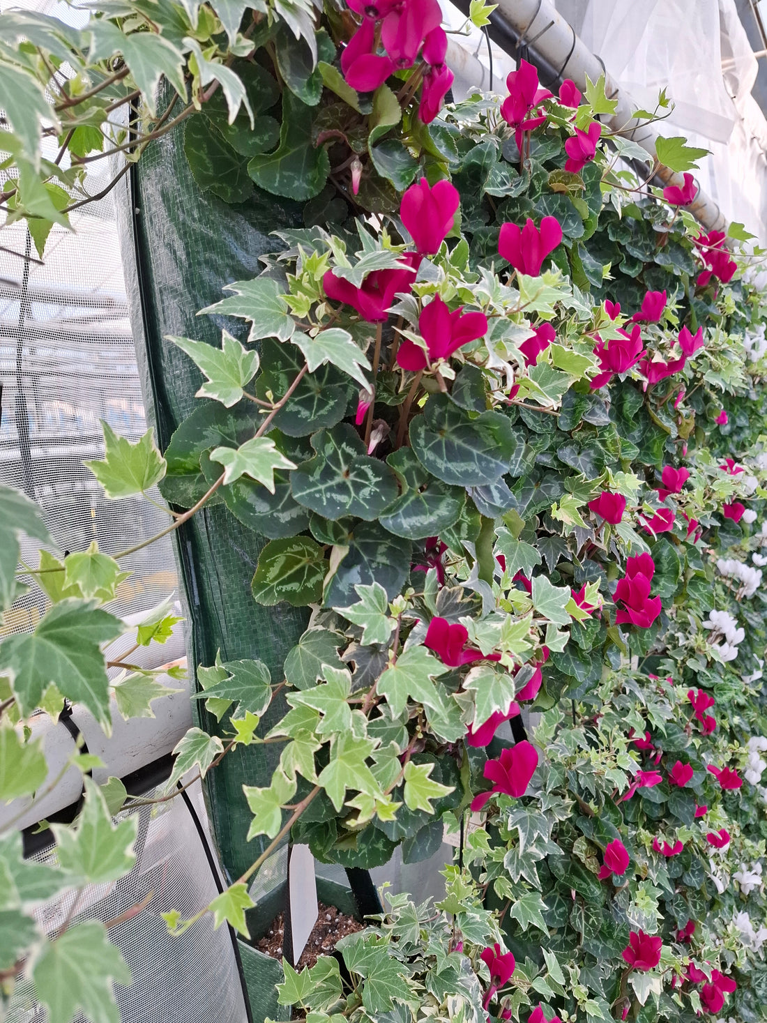 Wandhanger Cyclaam violet met Hedera
