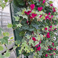 Wandhanger Cyclaam violet met Hedera