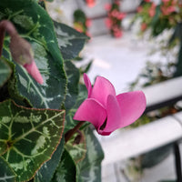 Wandhanger cyclaam roze met Hedera