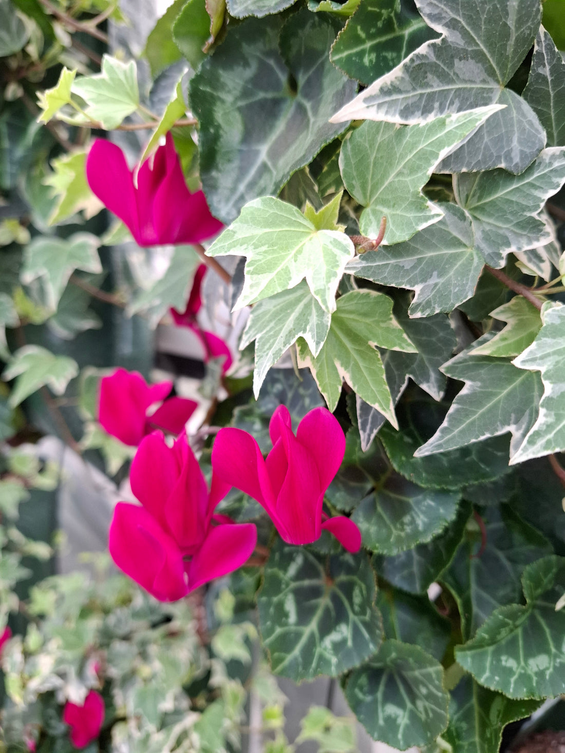 Wandhanger Cyclaam violet met Hedera