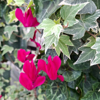 Wandhanger Cyclaam violet met Hedera