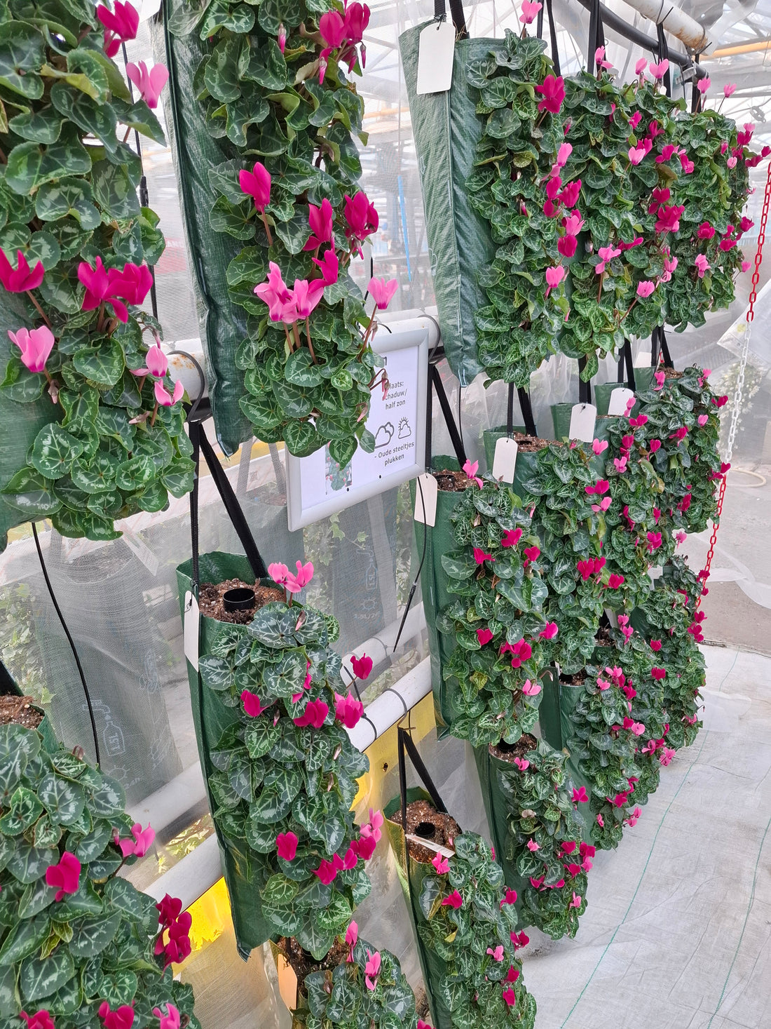 Wandhanger Cyclaam violet met roze