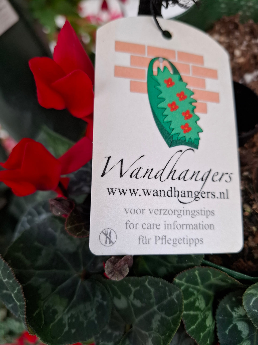 Wandhanger Cyclaam rood