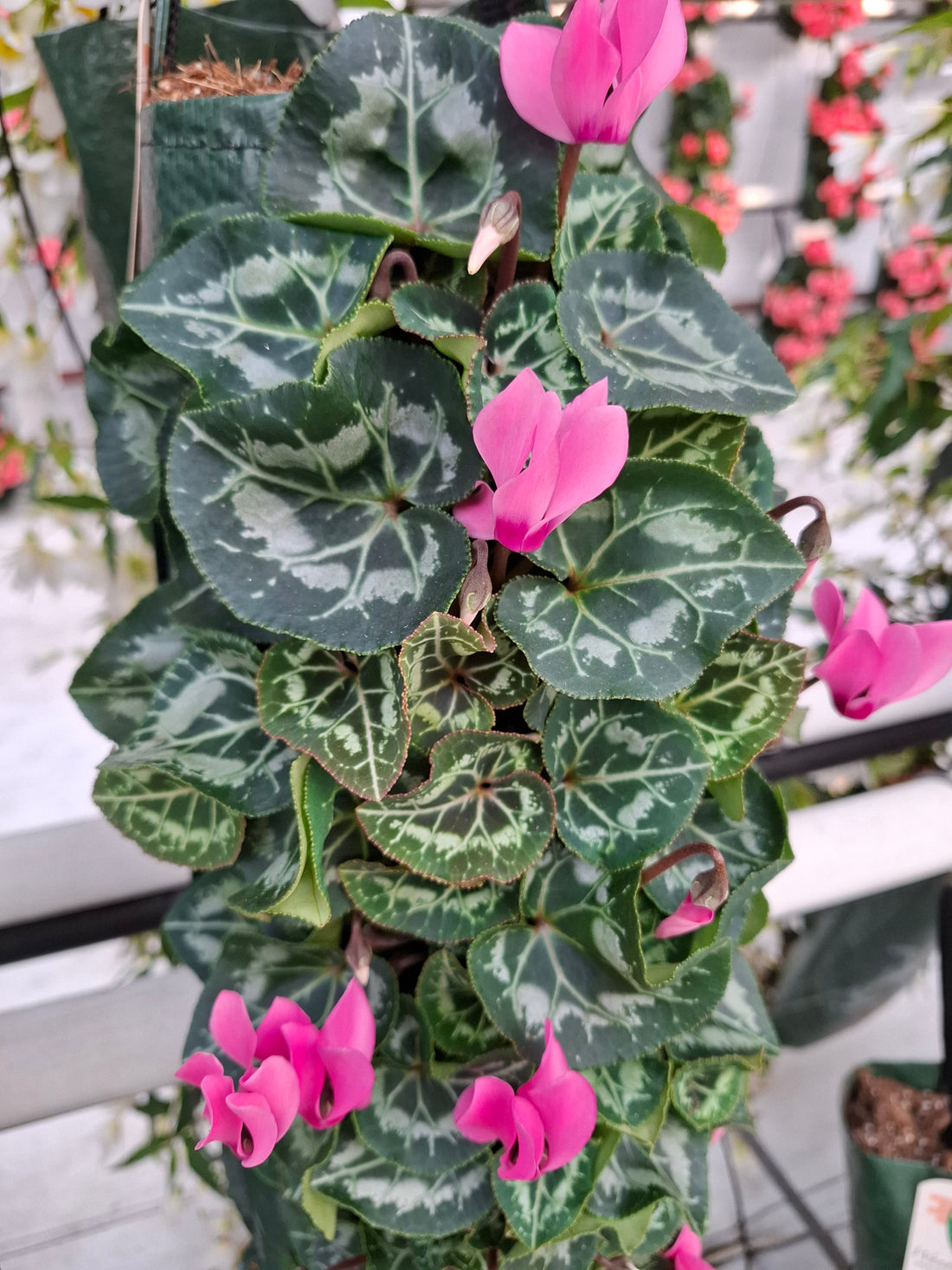 Wandhanger cyclaam roze met Hedera