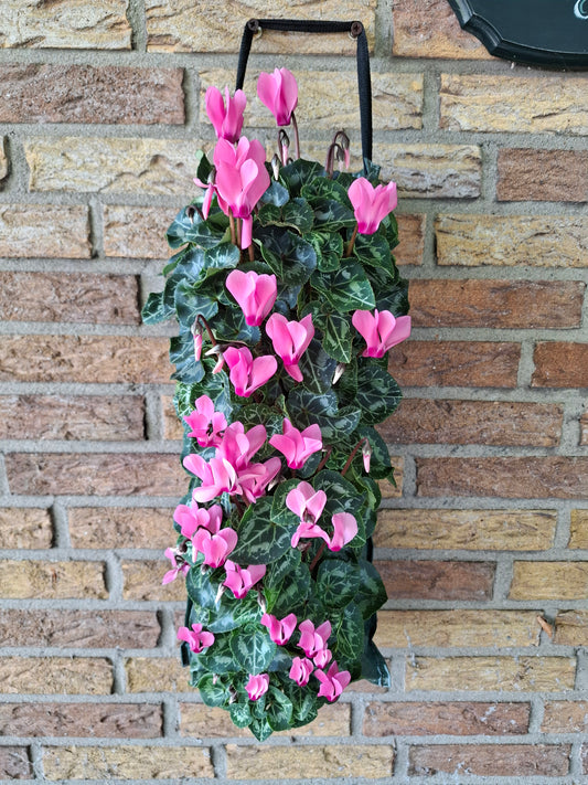 Wandhanger Cyclaam roze