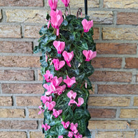 Wandhanger Cyclaam roze