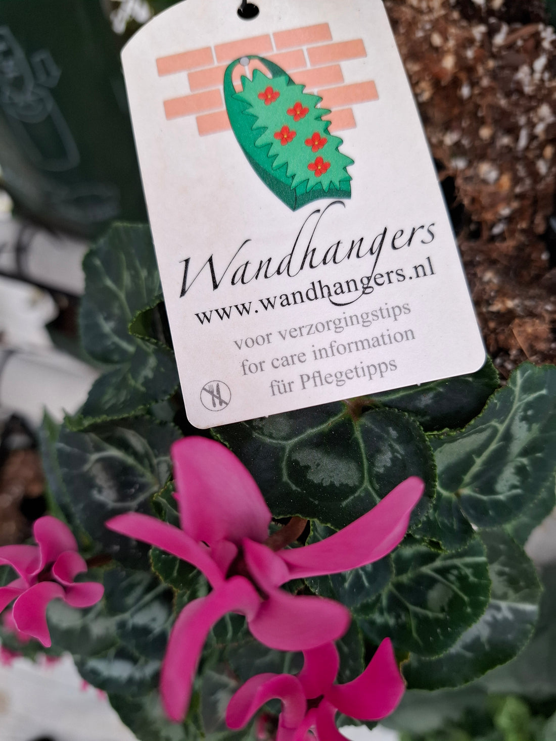 Wandhanger Cyclaam roze