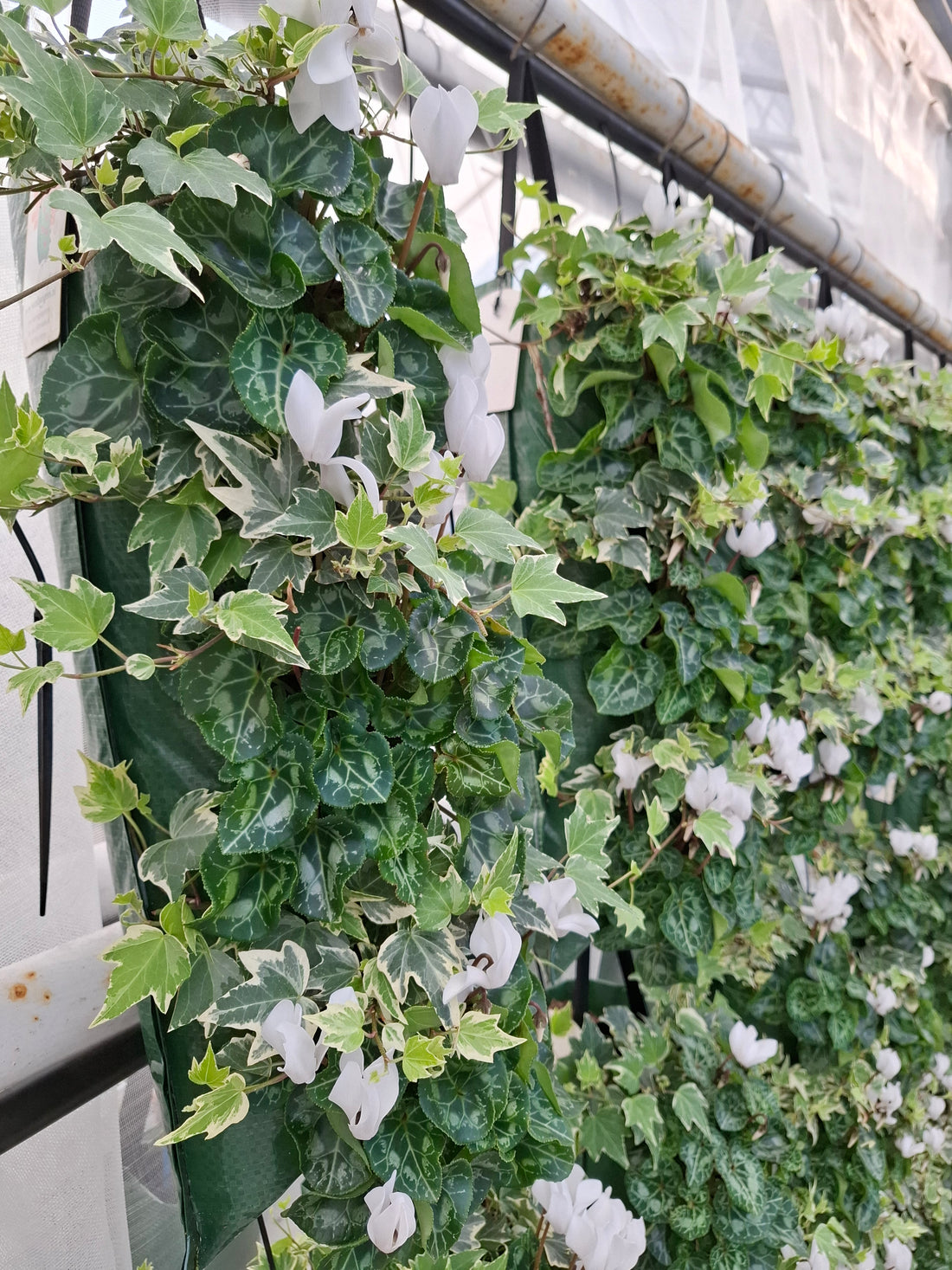 Wandhanger Cyclaam wit met Hedera