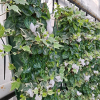 Wandhanger Cyclaam wit met Hedera
