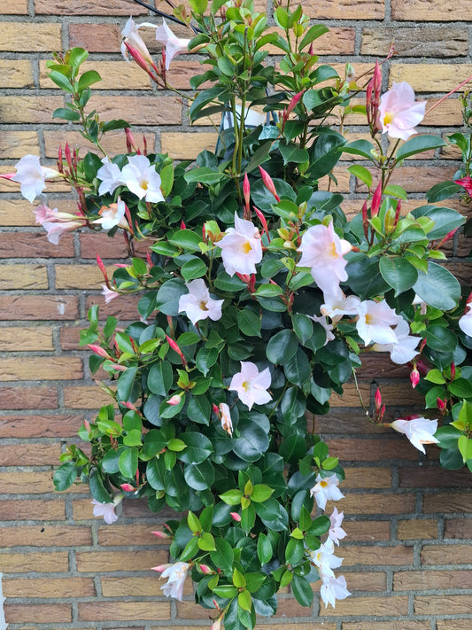 Mandevilla wit