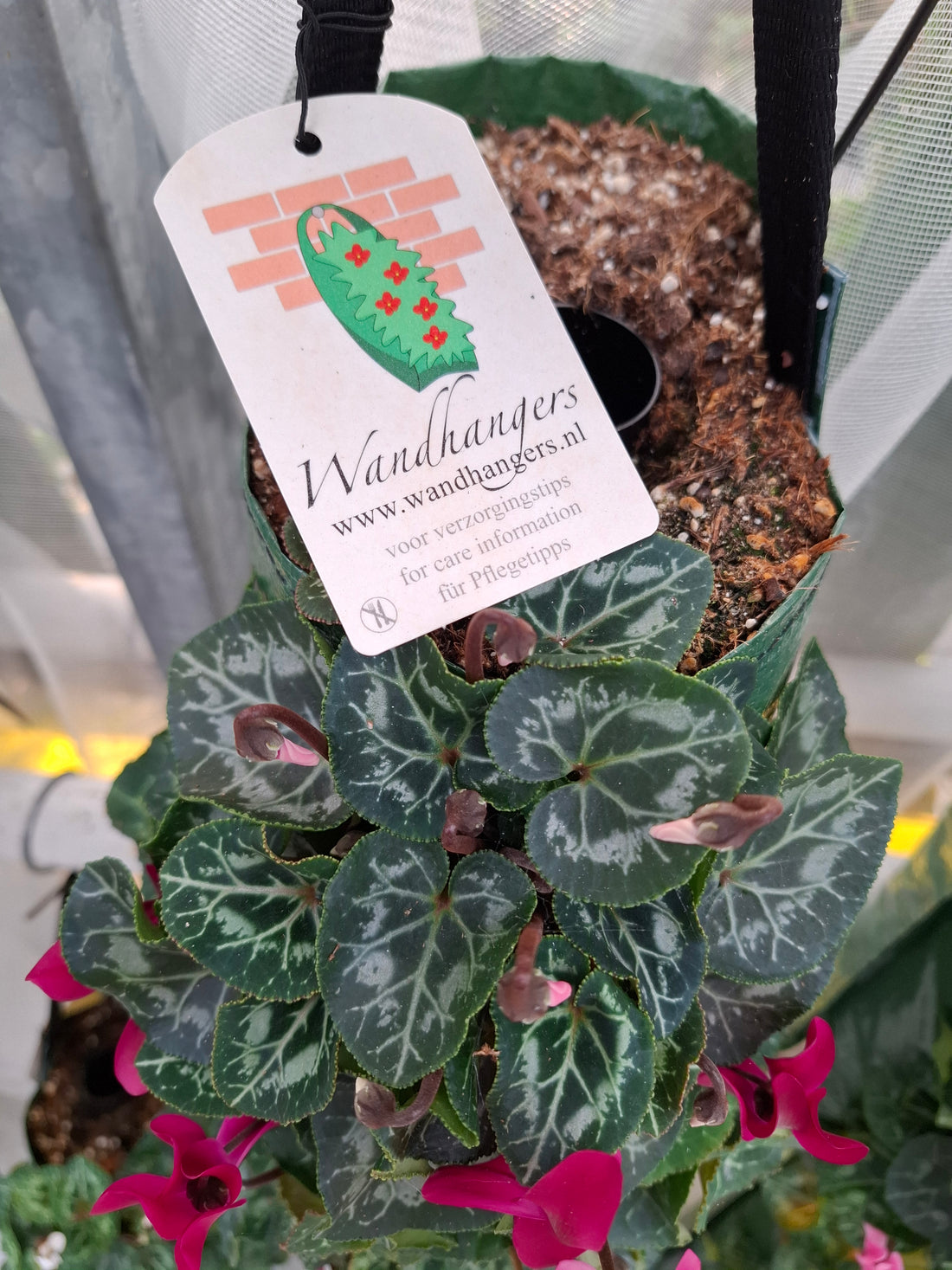 Wandhanger Cyclaam violet met roze