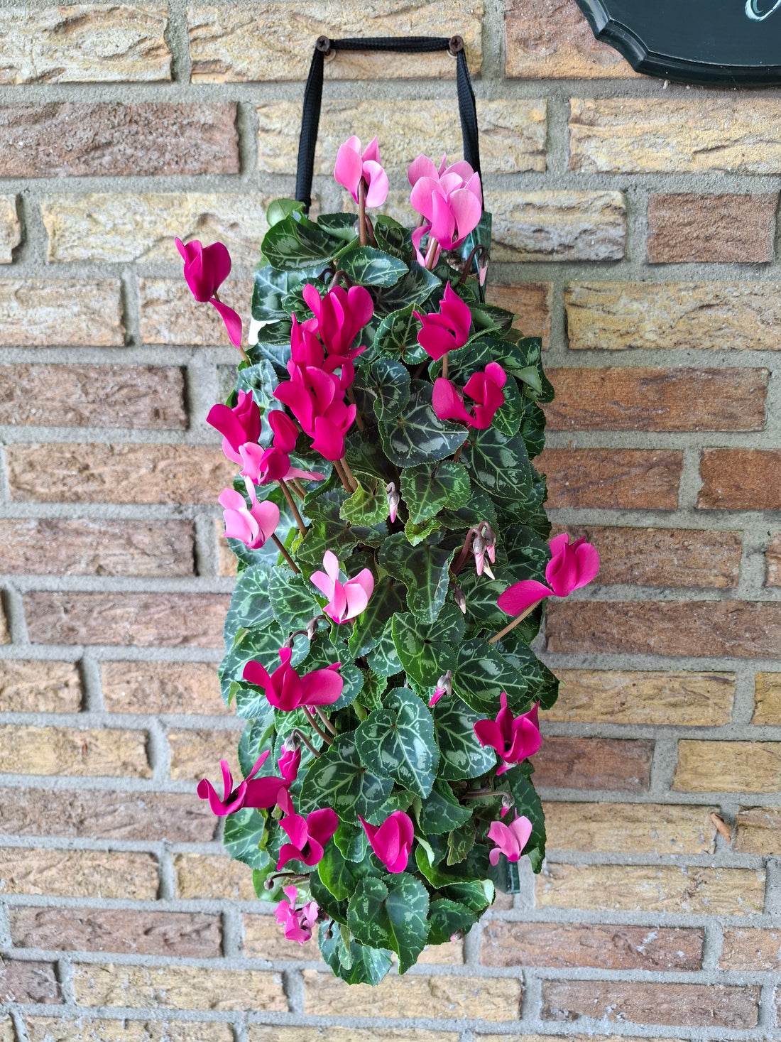 Wandhanger Cyclaam violet met roze