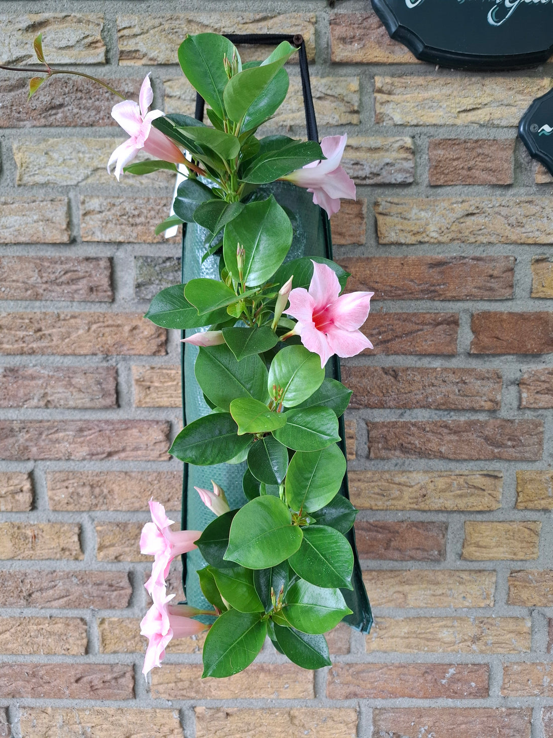 Wandhanger &