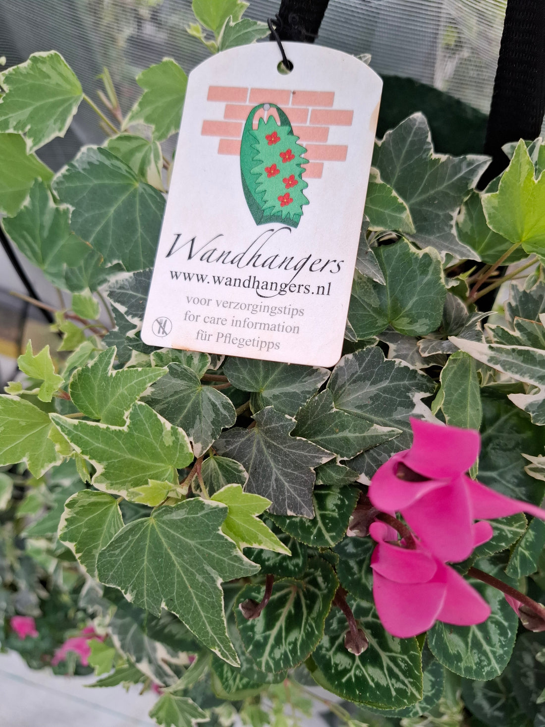 Wandhanger cyclaam roze met Hedera