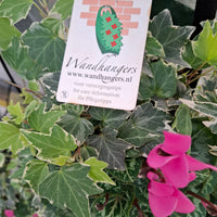 Wandhanger cyclaam roze met Hedera