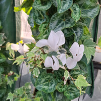 Wandhanger Cyclaam wit met Hedera