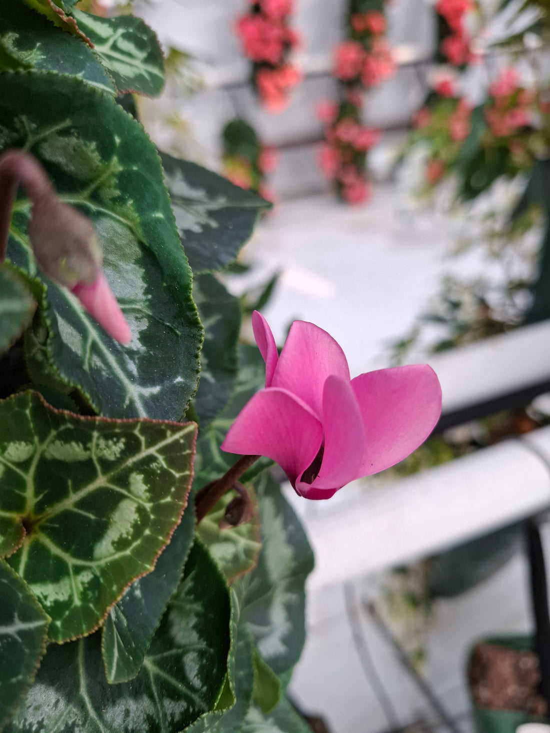 Wandhanger Cyclaam roze