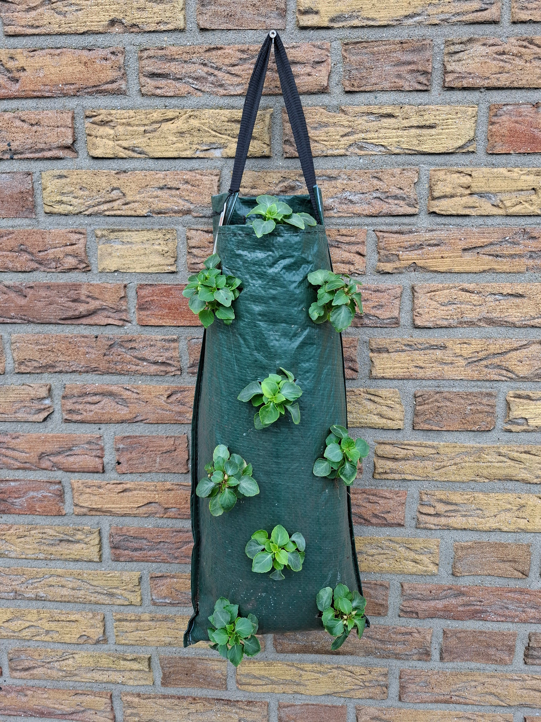 Lege wandhanger 8 gaten