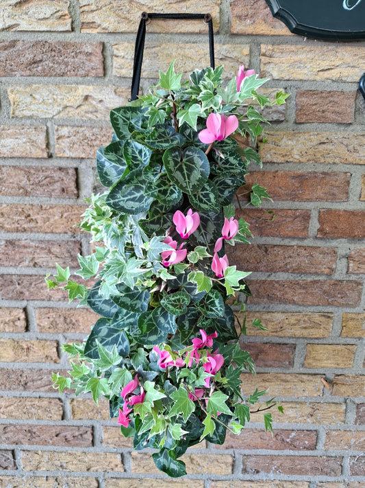 Wandhanger cyclaam roze met Hedera
