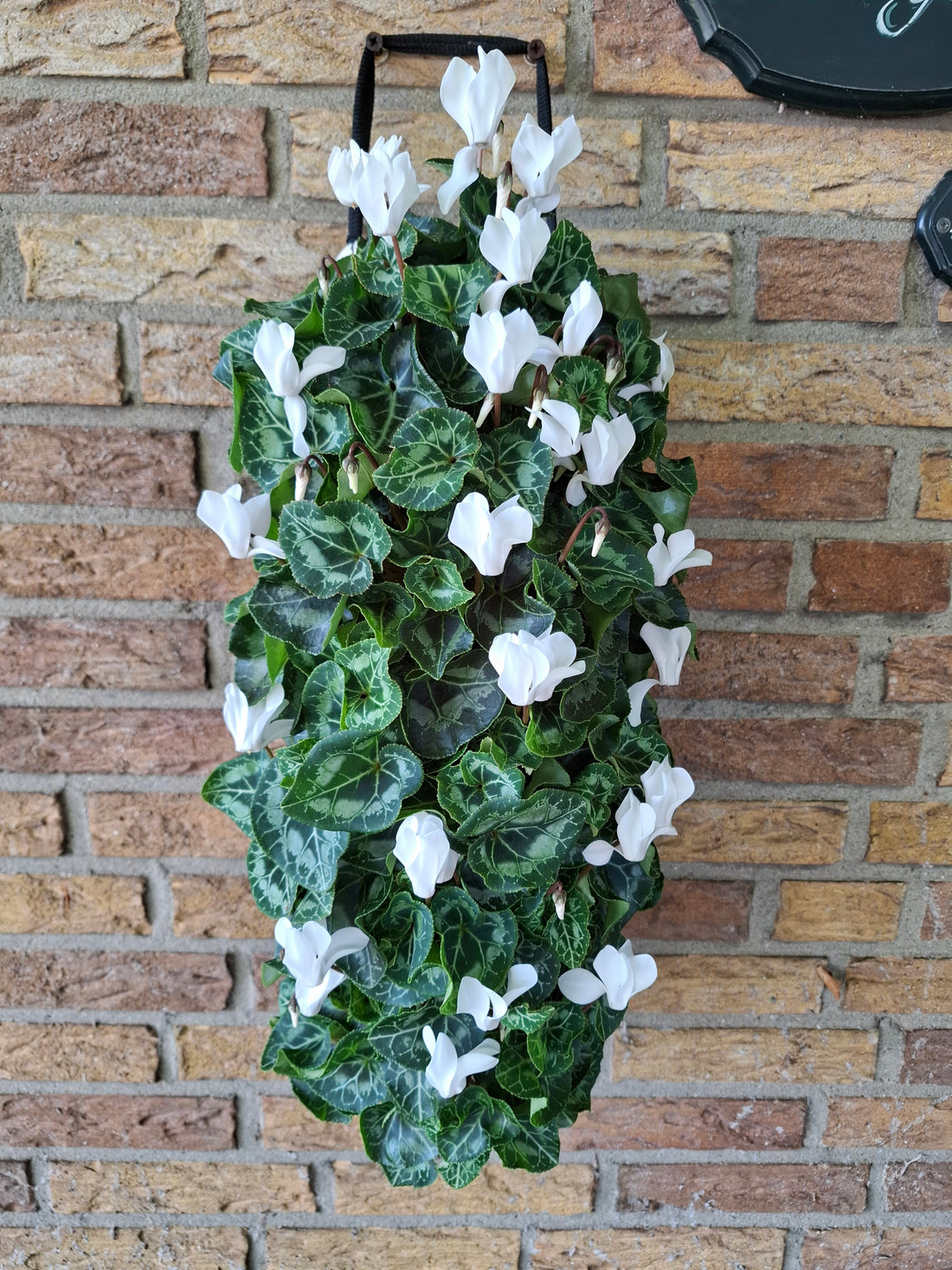 Wandhanger Cyclaam wit