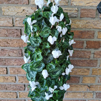 Wandhanger Cyclaam wit