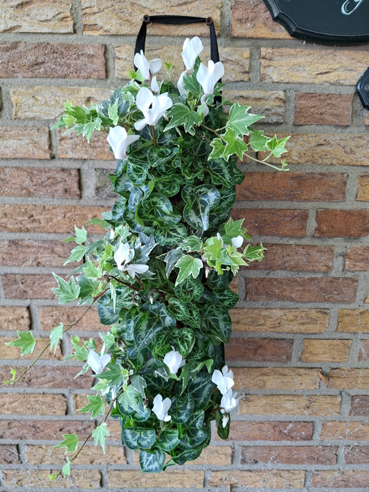Wandhanger Cyclaam wit met Hedera