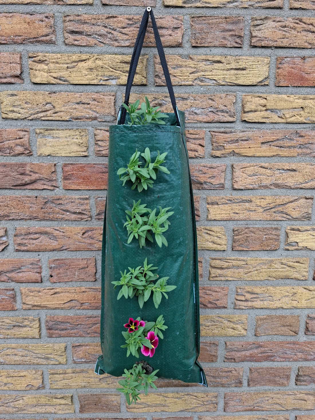 Lege wandhanger 5 gaten