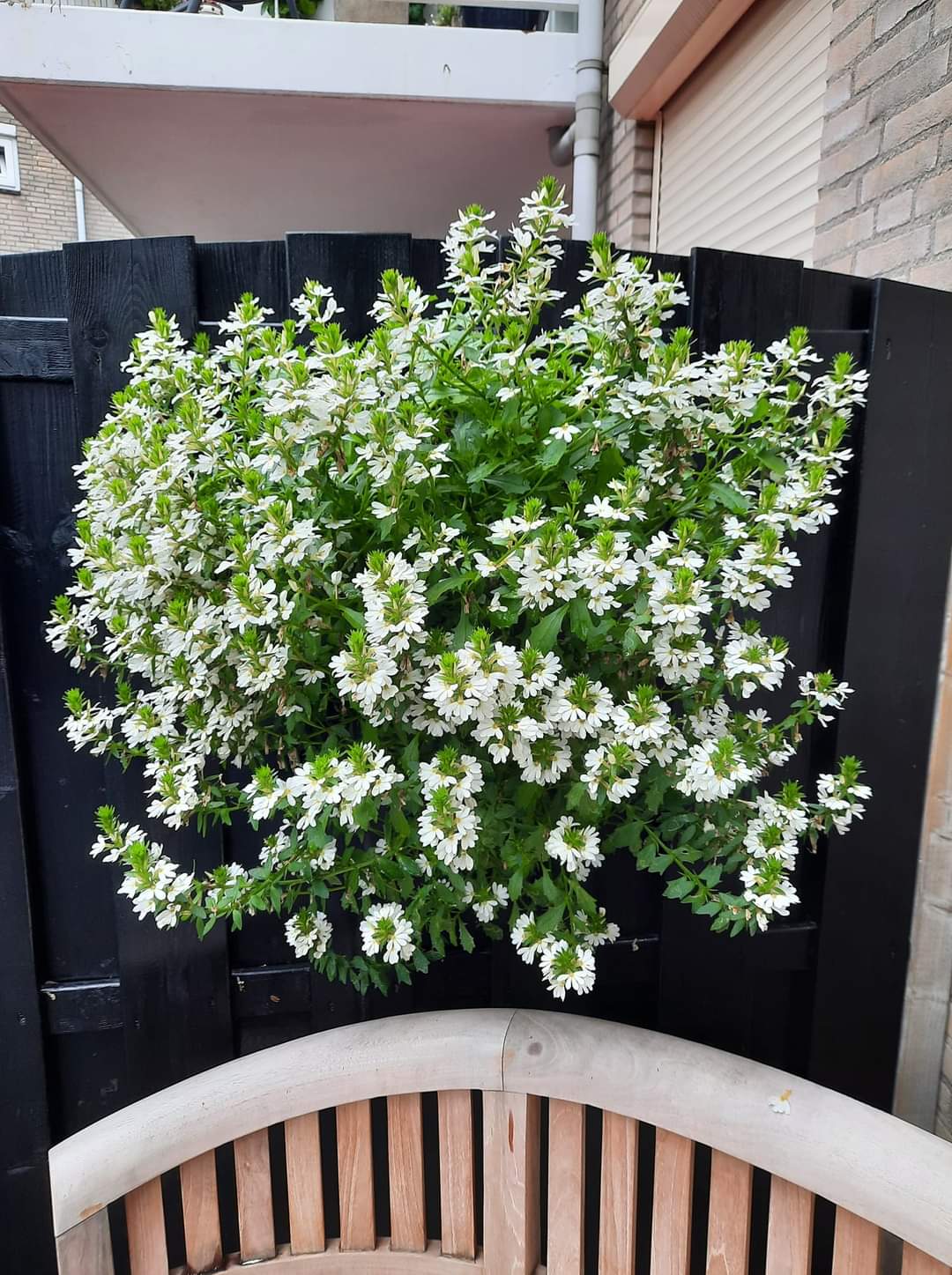 Wandhanger &