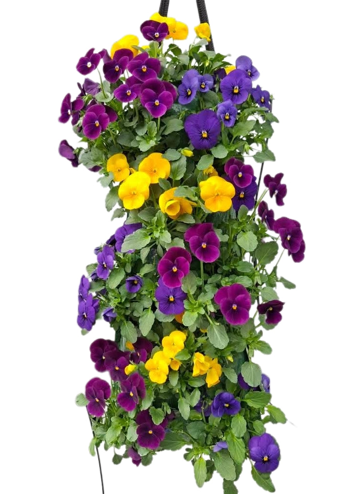 Viola 'Fire mix'