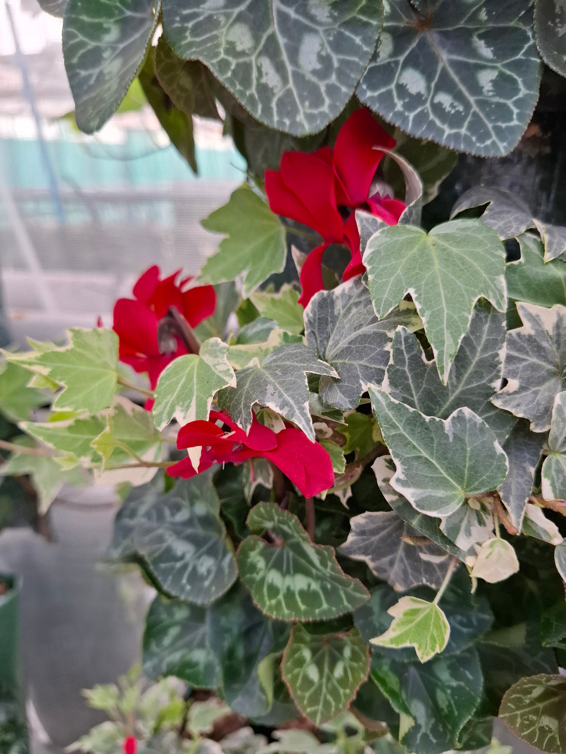 Wandhanger Cyclaam rood met Hedera
