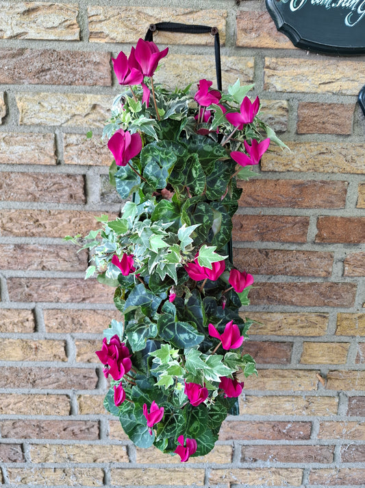 Wandhanger Cyclaam violet met Hedera