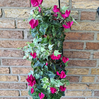 Wandhanger Cyclaam violet met Hedera