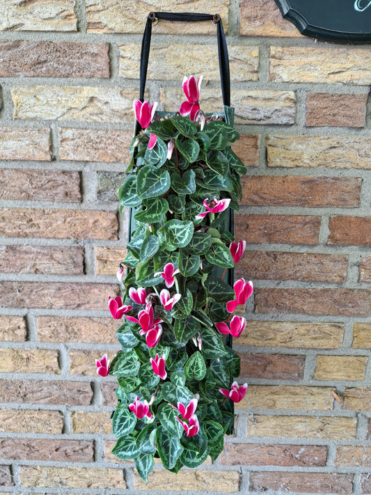 Wandhanger Cyclaam Fonce