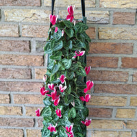 Wandhanger Cyclaam Fonce