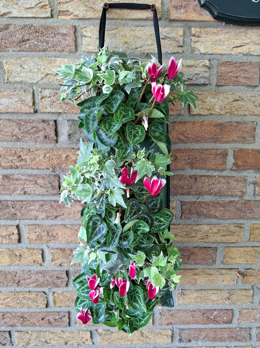 Wandhanger Cyclaam Fonce met Hedera